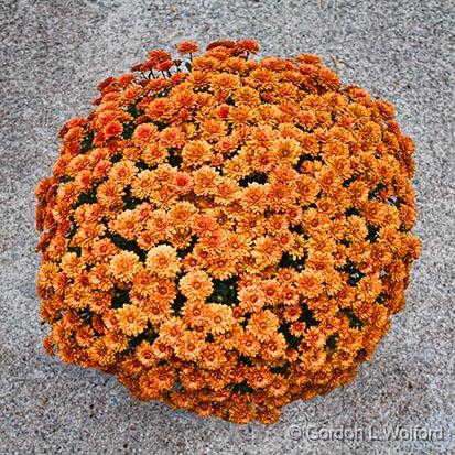 Pot of Mums_28806.jpg - Photographed at Smiths Falls, Ontario, Canada.